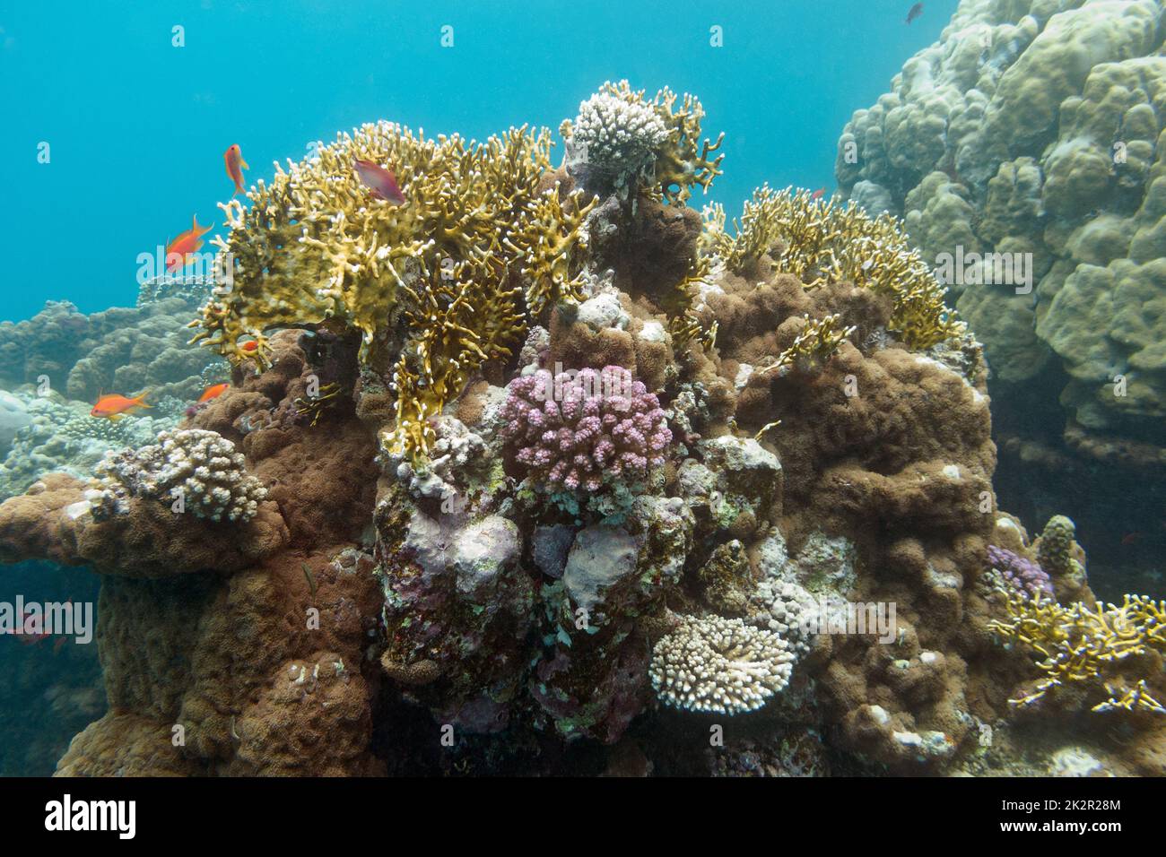 coral reef with fishes anthias in tropical sea , undrerwater Stock Photo