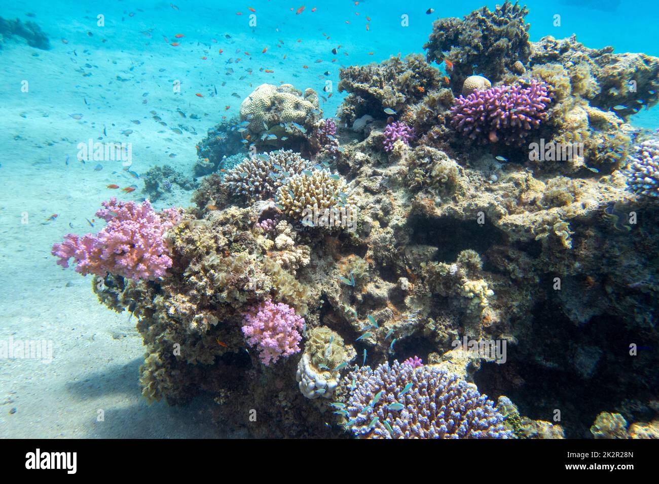 Colorful, picturesque coral reef at the bottom of tropical sea, hard and soft corals, exotic fishes anthias, underwater landscape Stock Photo