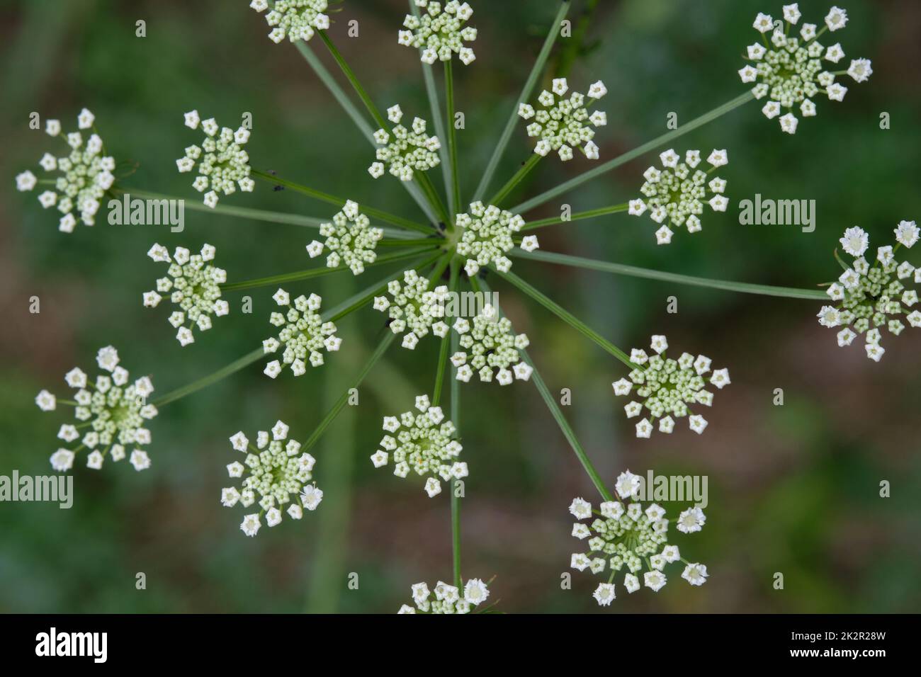 Flowering Cow Parsley(Anthriscus sylvestris) top view Stock Photo Alamy