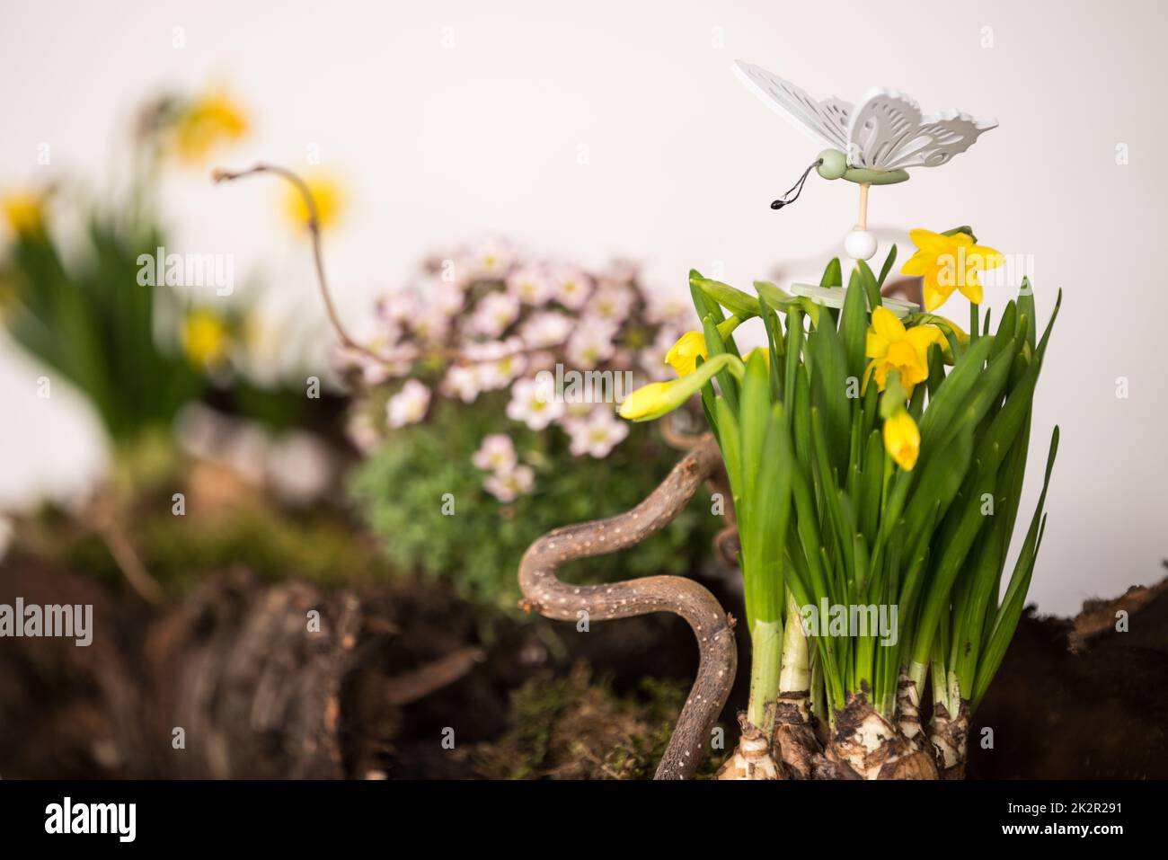 Easter and Spring Decoration with Yellow Narcissus, Tree Bark - Spring Stock Photo