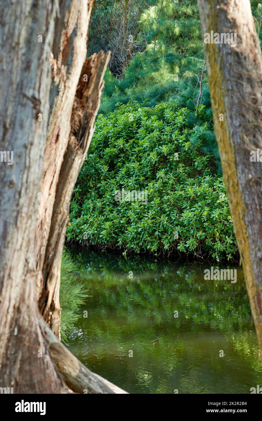 Small waterfalls and rivers in the jungle. Trees, rivers and small ...