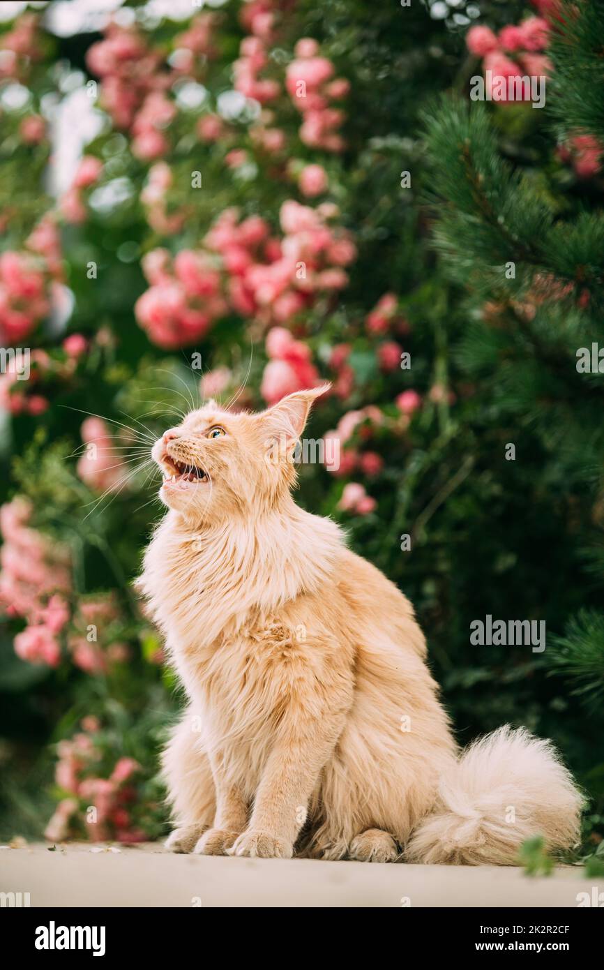 Curious Playful Funny Cute Maine Coon Cat With Bright Light-red Cream Solid Fur Color Waiting For Treat On Walkway. Flower Background. Pets On Walk Stock Photo