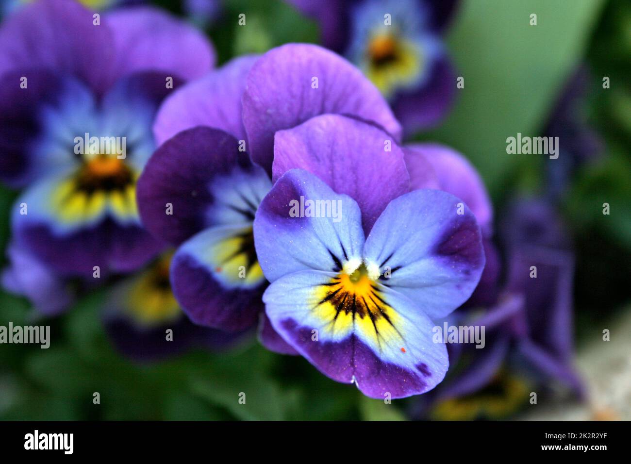 A closeup shot of Viola cornuta flowers Stock Photo