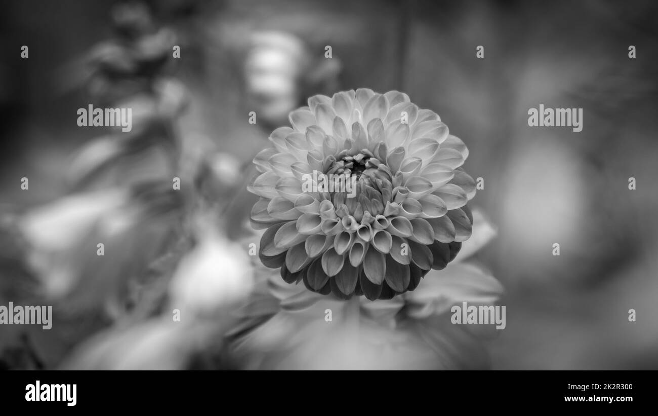 Dahlia garden flower Black and White Stock Photos & Images - Alamy