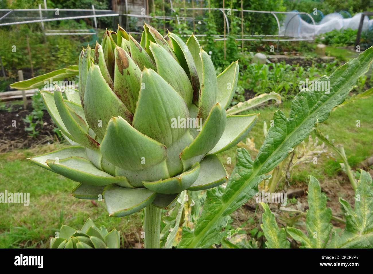 A view of an artichoke growing on an allotment in the UK Stock Photo