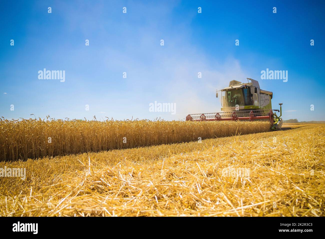 A combine harvester harvesting ripe golden wheat on the field Stock ...