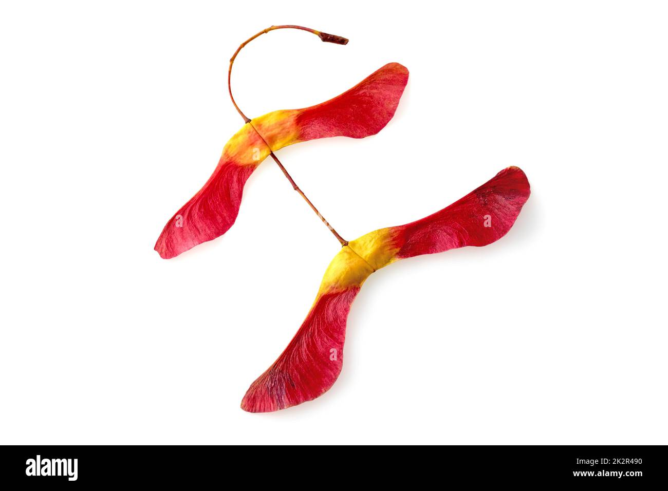 Amazing two-lobed red yellow maple seed pods in bright red yellow isolated on a white background Stock Photo