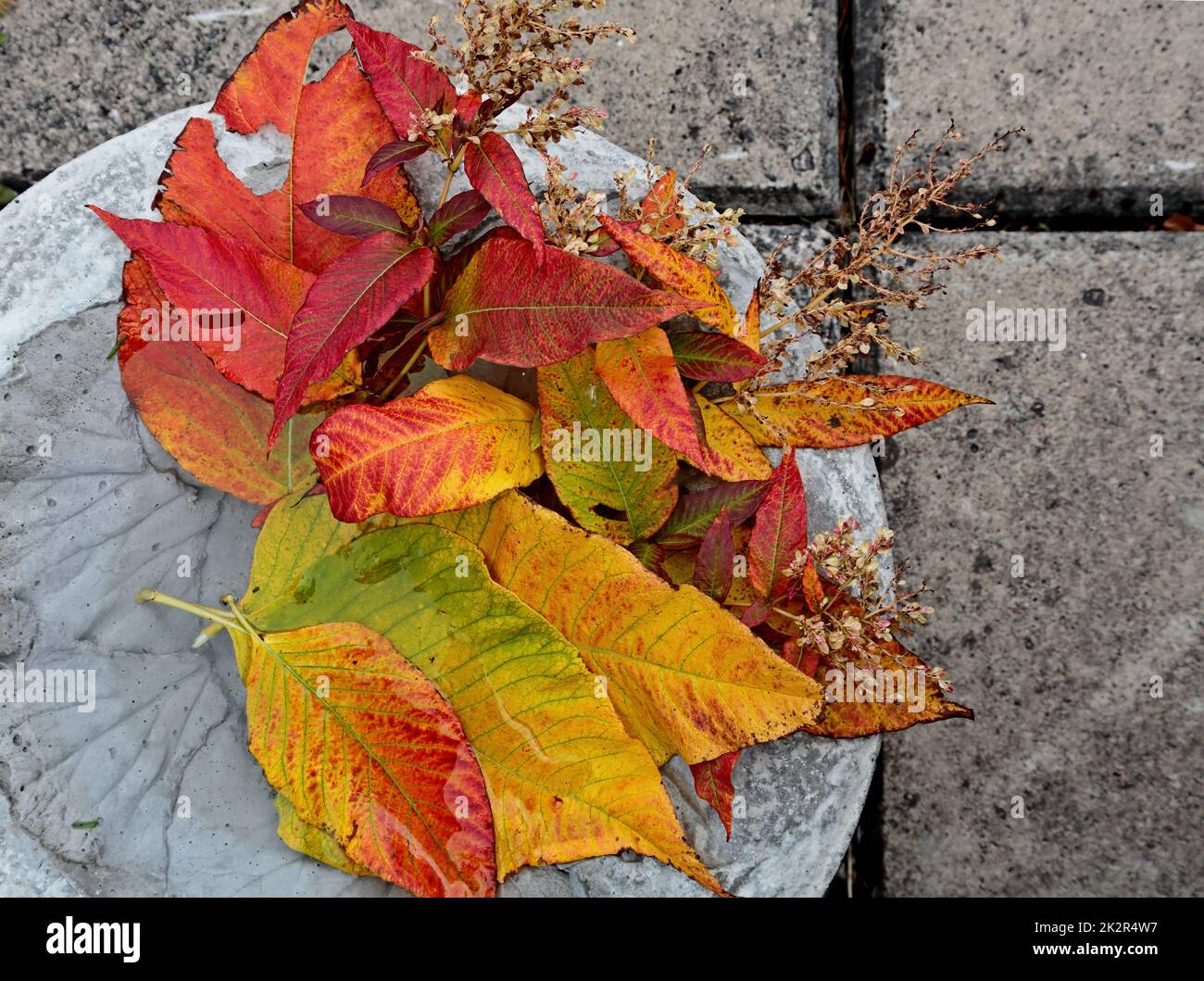Red and yellow leaves in autumnal setting Stock Photo