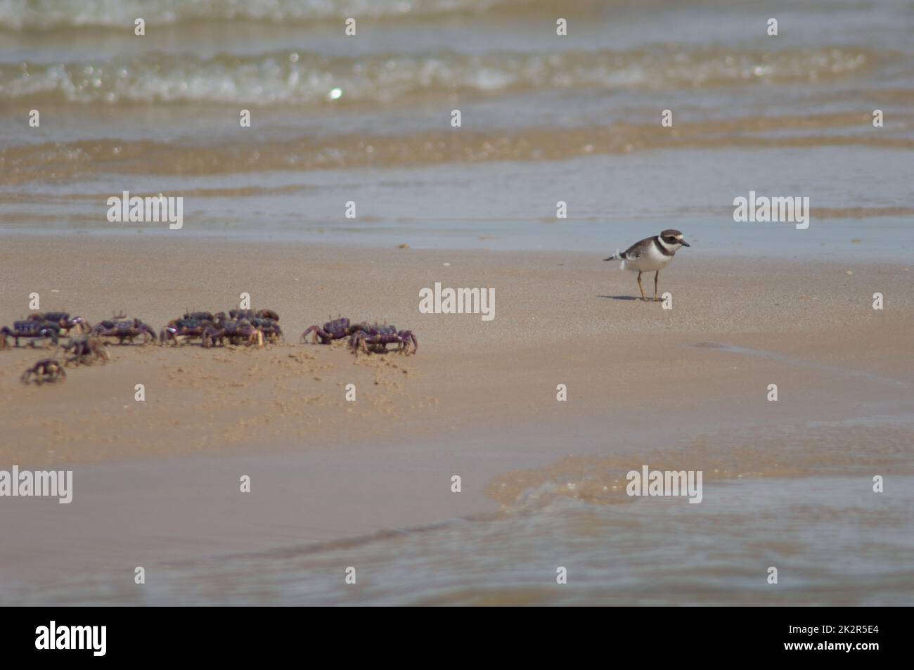 Common ringed plover Charadrius hiaticula and fiddler crabs Afruca tangeri. Stock Photo