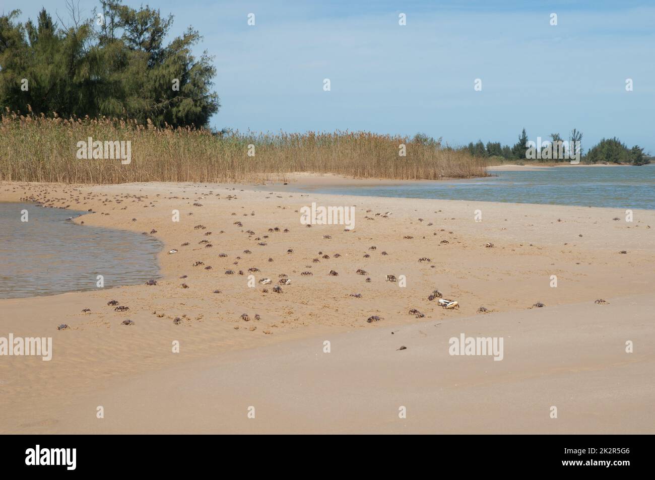 Fiddler crabs Afruca tangeri in the Senegal River. Stock Photo