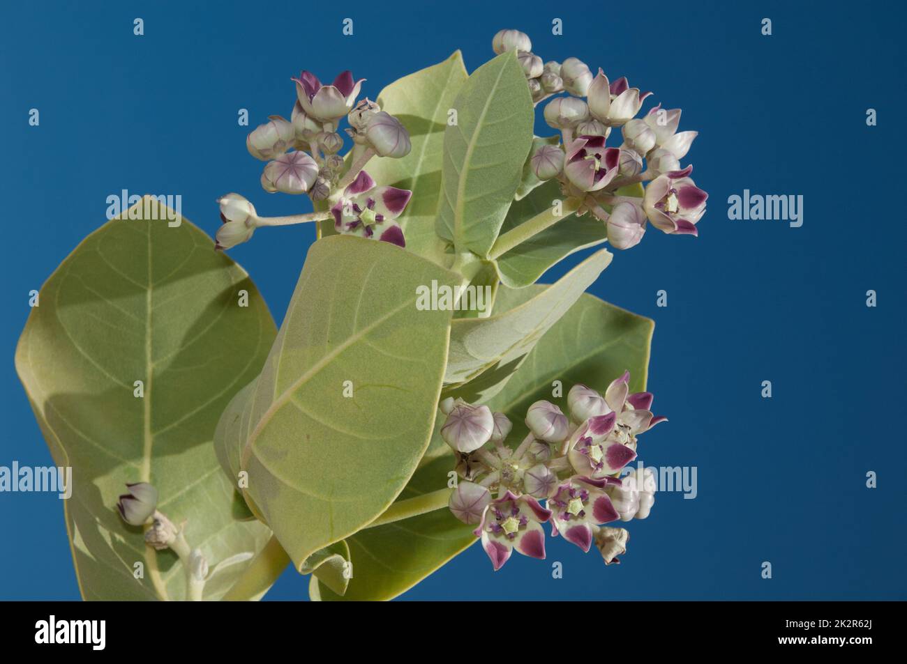 Flowers and leaves of Apple of Sodom. Stock Photo