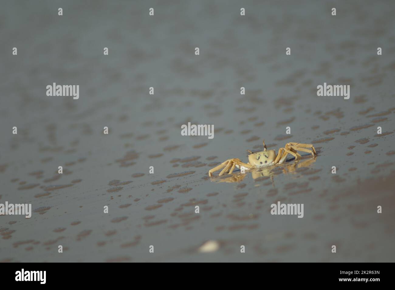 Ghost crab on the sand of a beach Stock Photo - Alamy