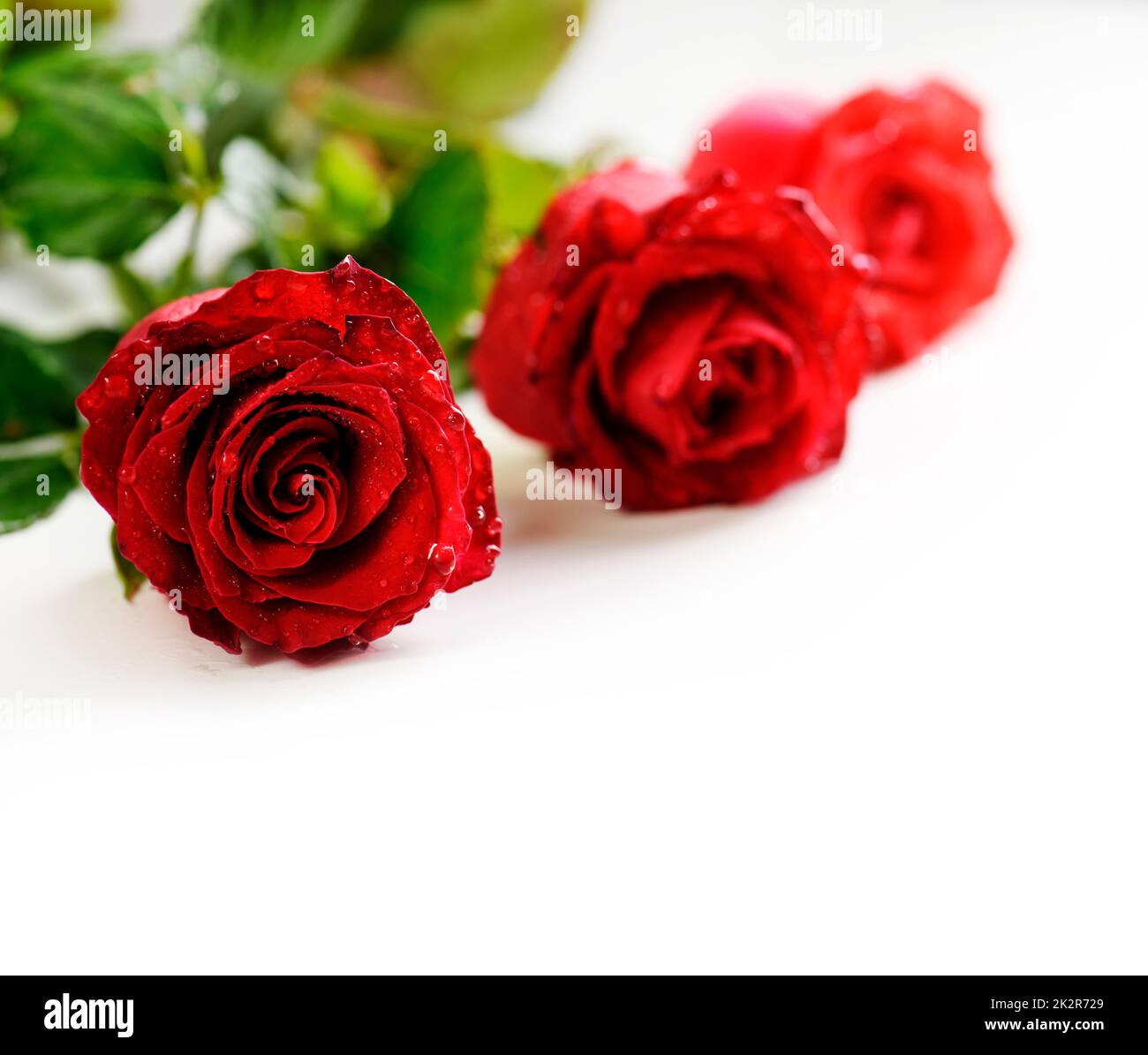 Wet red roses hi-res stock photography and images - Alamy