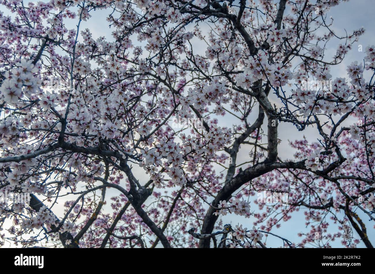 Almond trees in bloom in springtime in Madrid, Spain Stock Photo