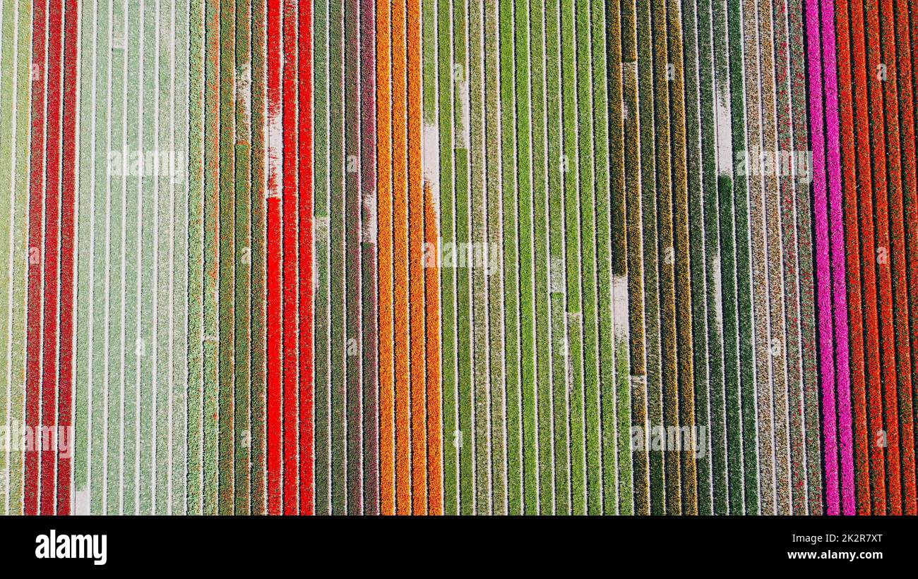 An aerial shot over a tulip flower field with different colored flowers in rows Stock Photo