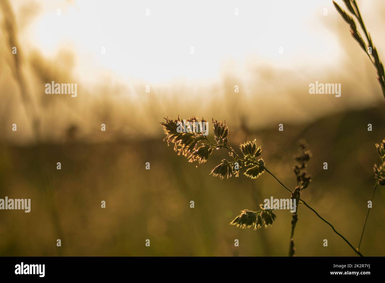 A selective focus shot of orchard grass backlit by sunlight Stock Photo