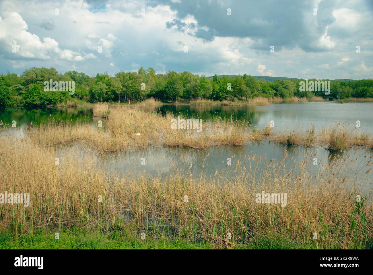 Wetland Haff Reimech in Luxembourg, swamp habitat, nature reserve and biotope Stock Photo