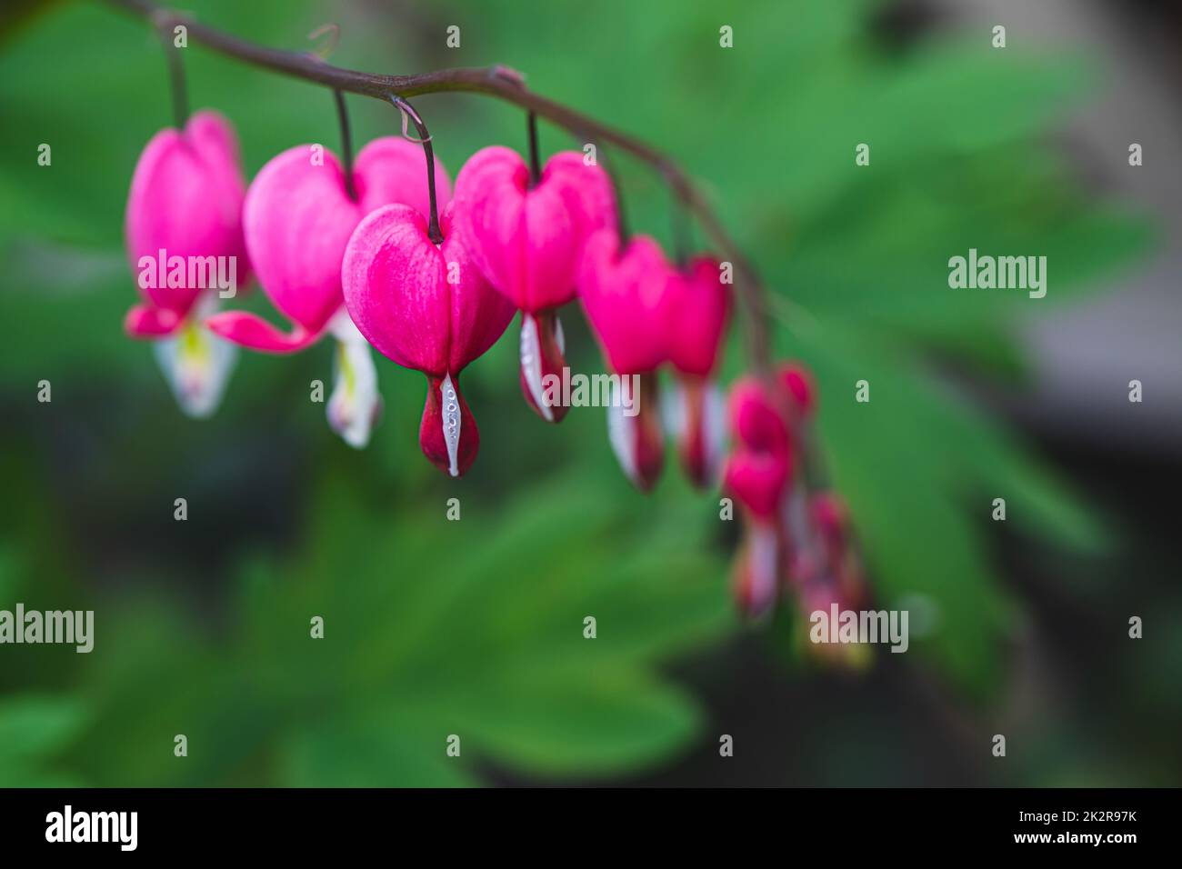 Dicentra spectabilis (Lamprocapnos) - bleeding heart. Asian bleeding-heart. Dicentra formosa blooming in the garden, Nature floral background. Stock Photo