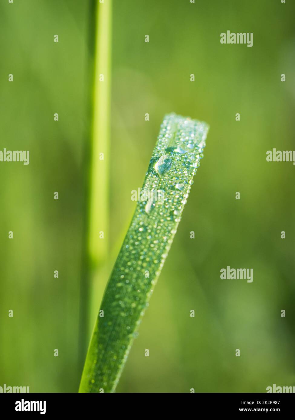 water drops on the green grass Stock Photo