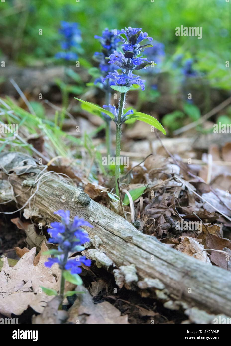 Close up of the blue flowers of blue or common bugle or bugleherb, bugleweed, carpetweed or carpet bugleweed (Ajuga reptans) Stock Photo