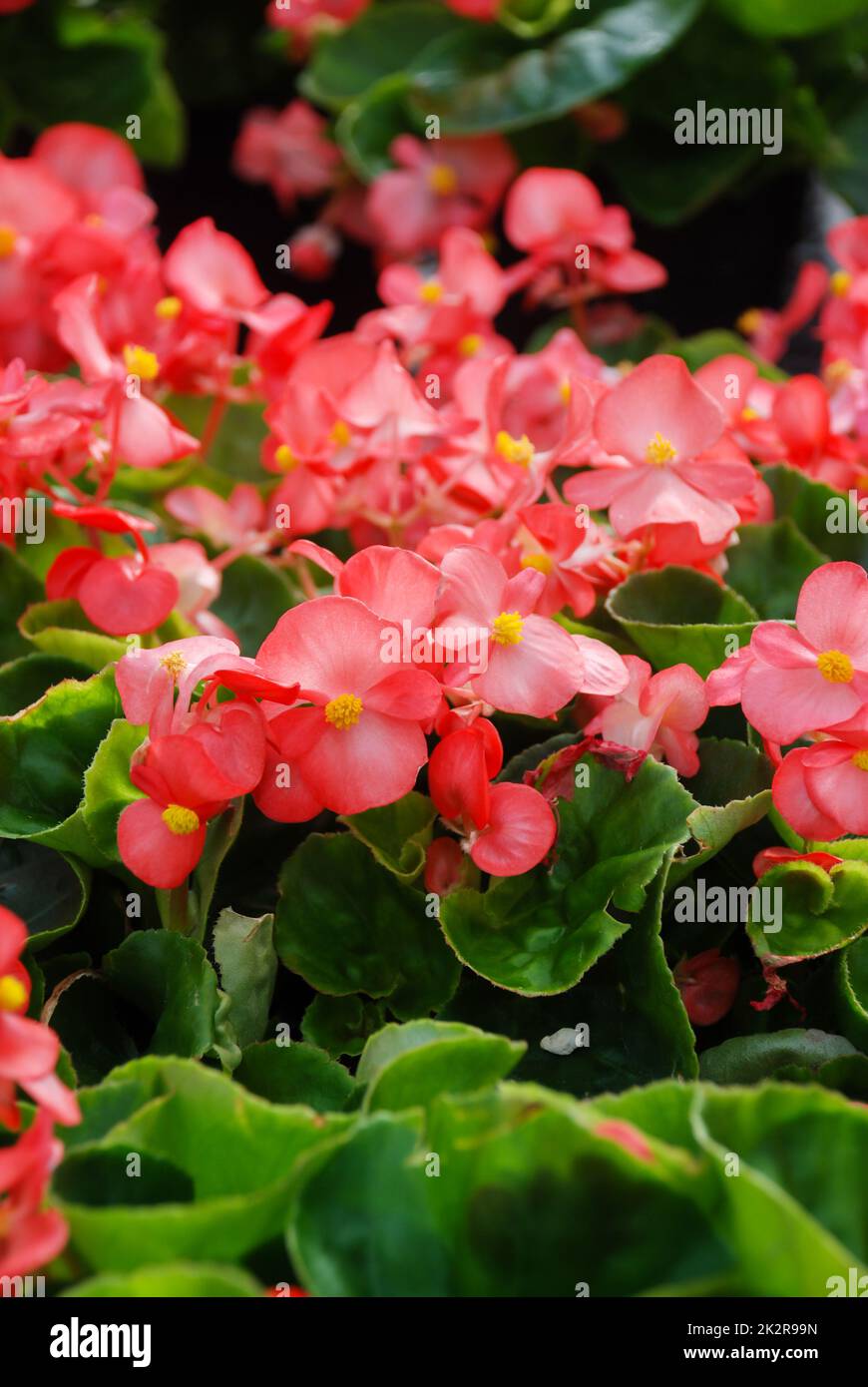 Begonia semperflorens hires stock photography and images Alamy