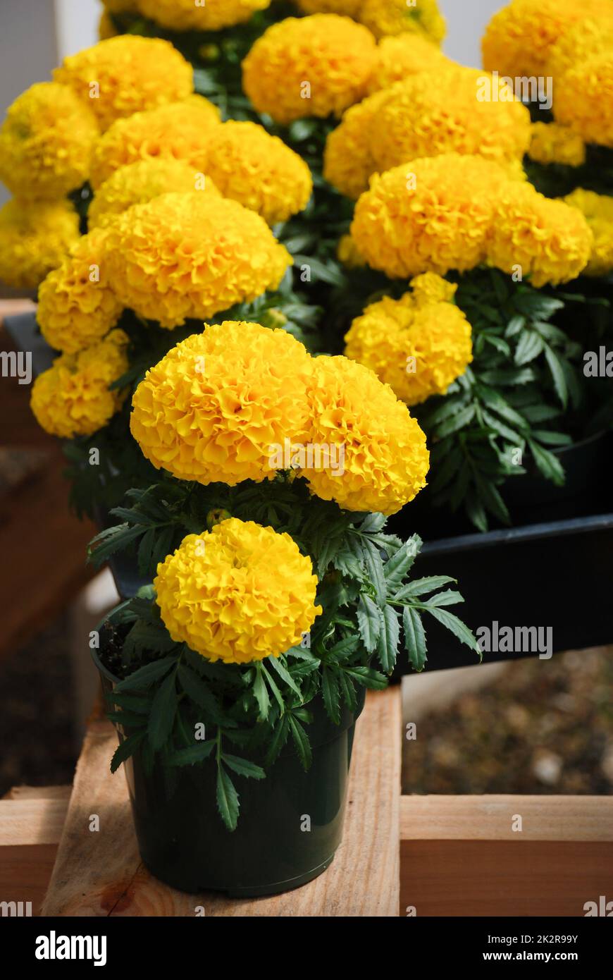 Marigolds Yellow Color (Tagetes erecta, Mexican marigold) Stock Photo