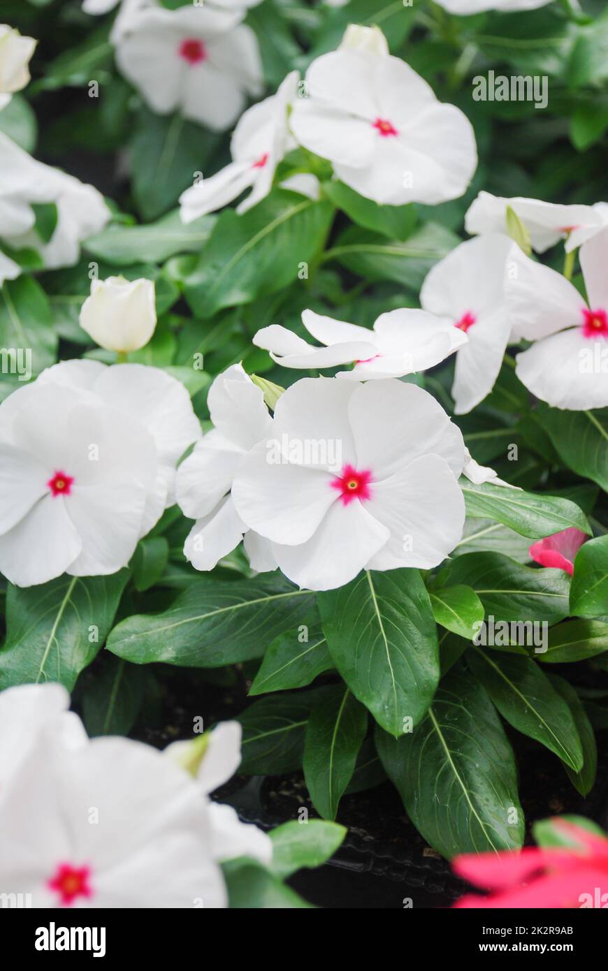 foliage vinca flowers, rose vinca flowers (Madagascar periwinkle Stock