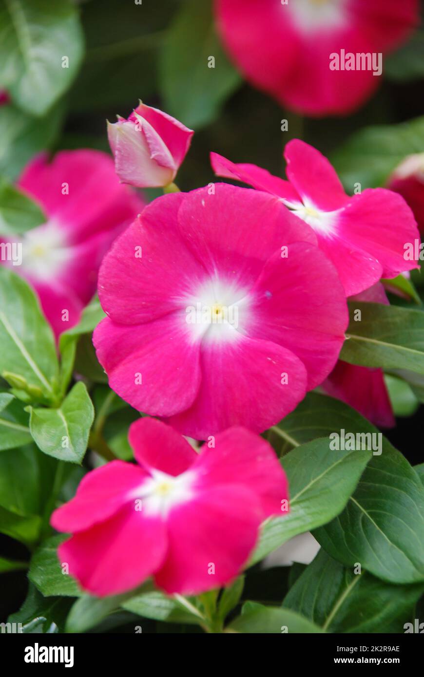 foliage vinca flowers, rose vinca flowers (Madagascar periwinkle Stock
