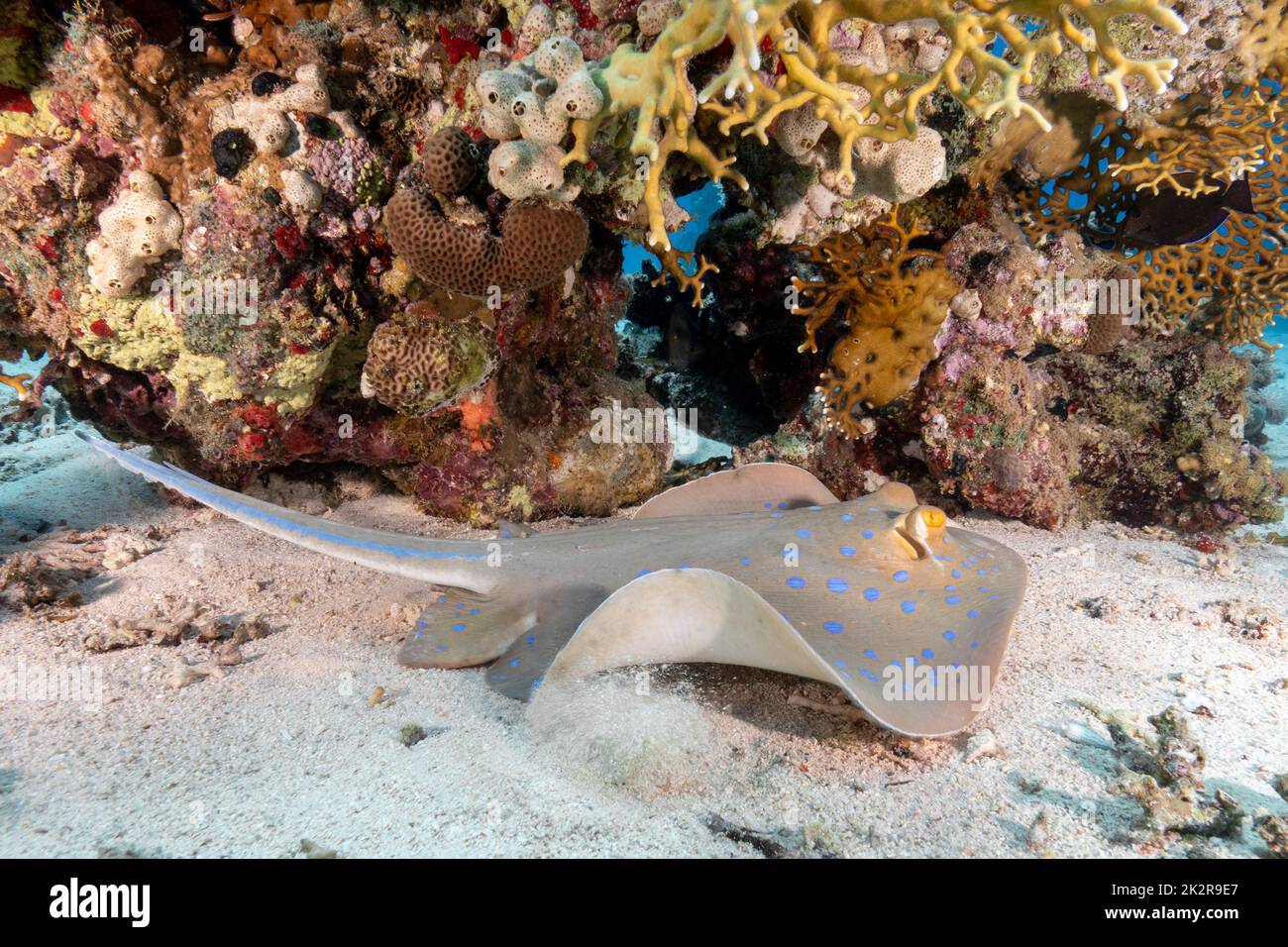 A blue-spotted ribbontail ray swimming around a sharp textured coral ...