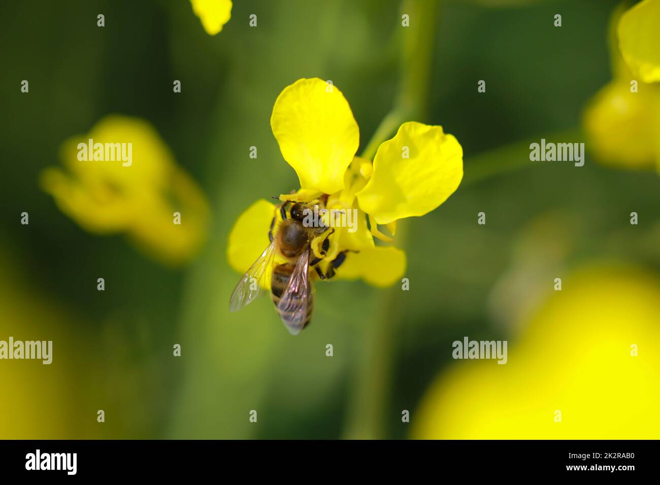 A bee collects pollen on the flower of a canola plant. Stock Photo