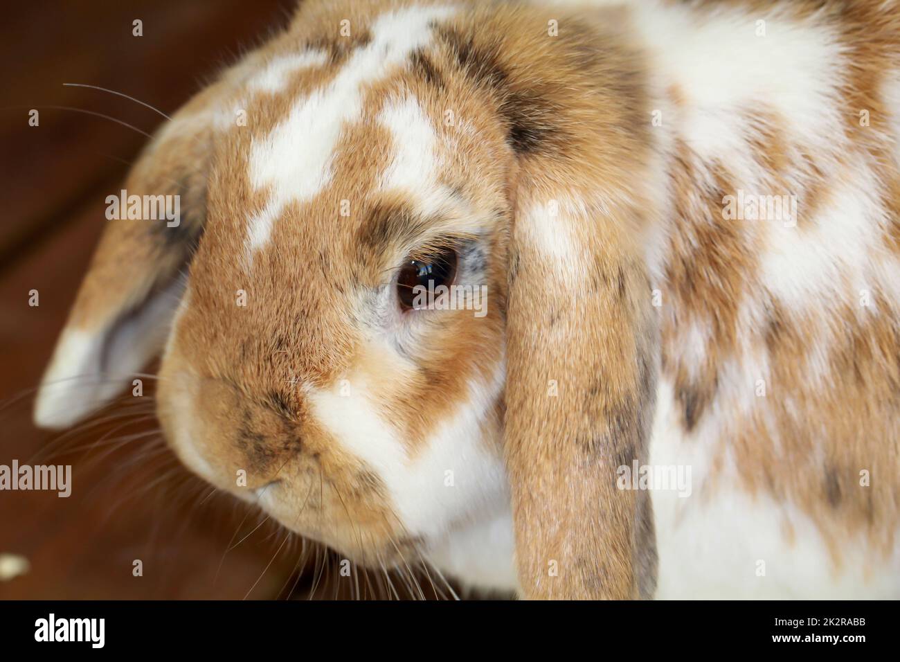 A portrait, closeup of a dwarf rabbit Stock Photo Alamy