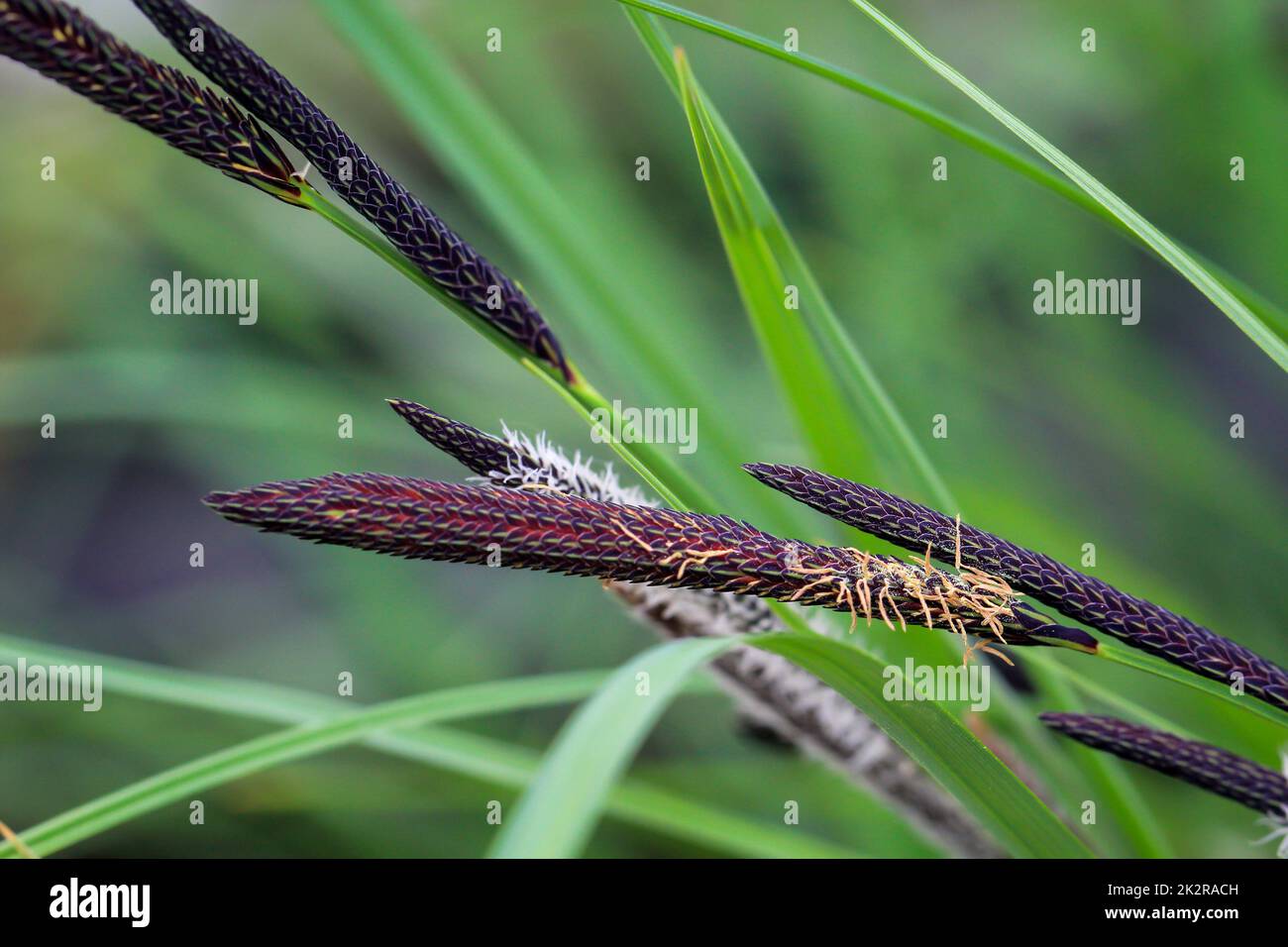 A close-up of a slender sedge, Carex acuta. Stock Photo