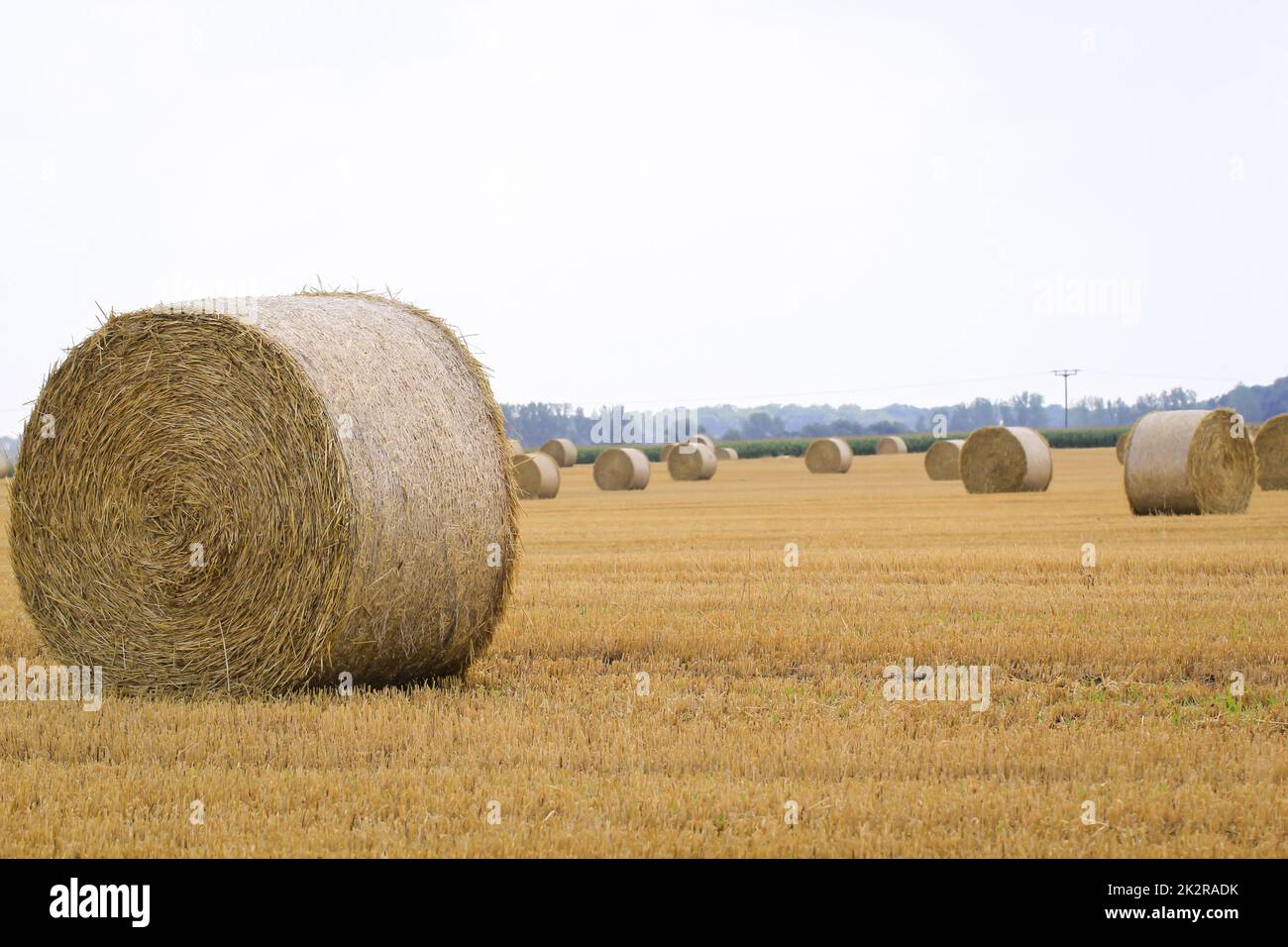 Many rolls of straw, bales of straw lie on a harvested field ready for