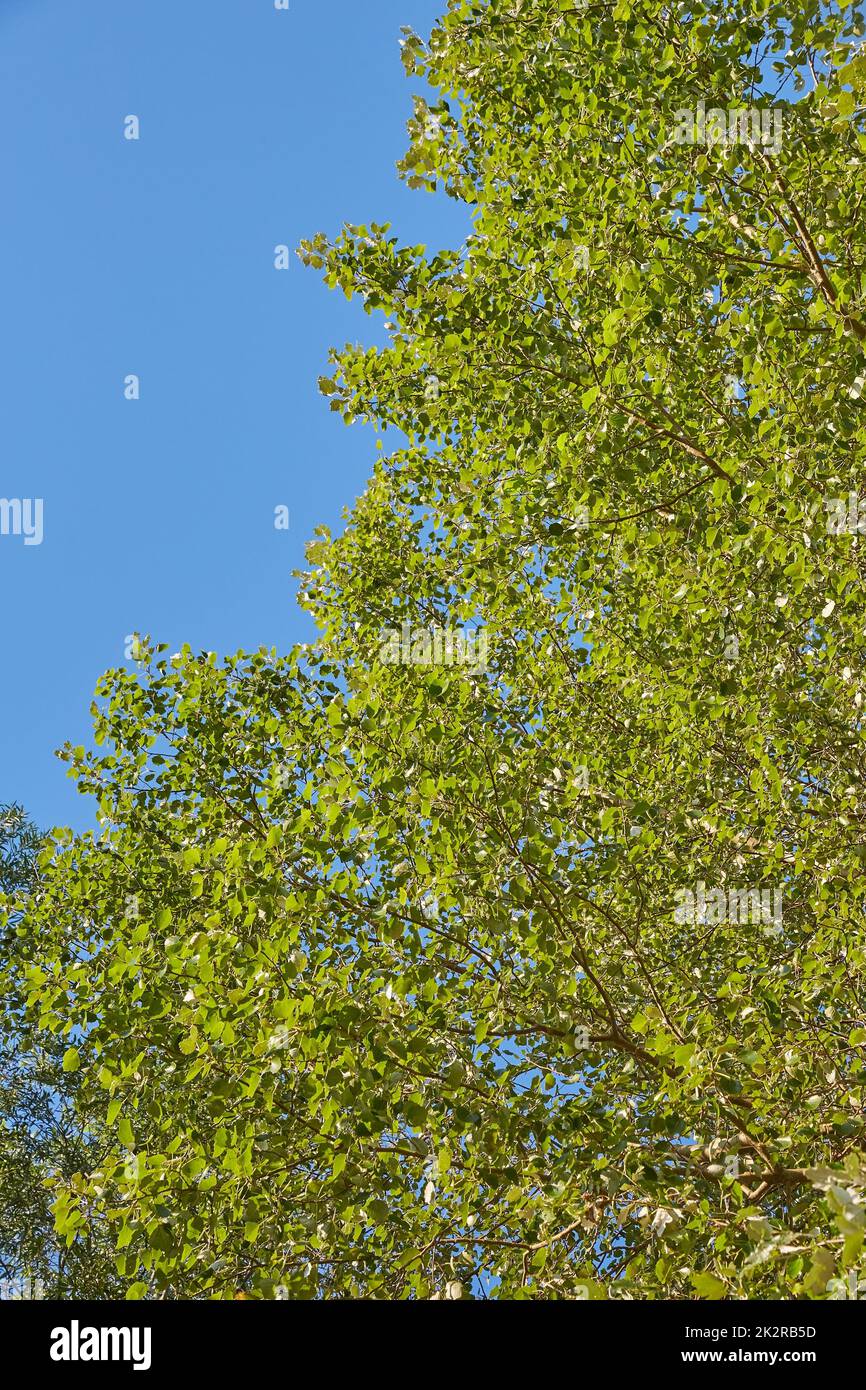 Spring Green Leaves Stock Photo Alamy