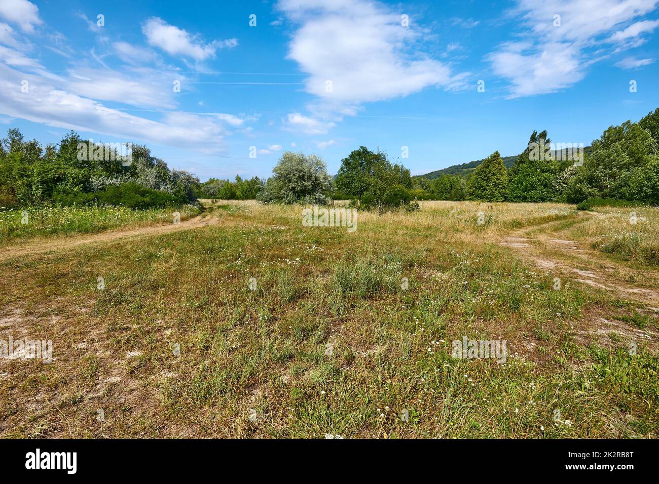 Meadow in summer with plants growing Stock Photo