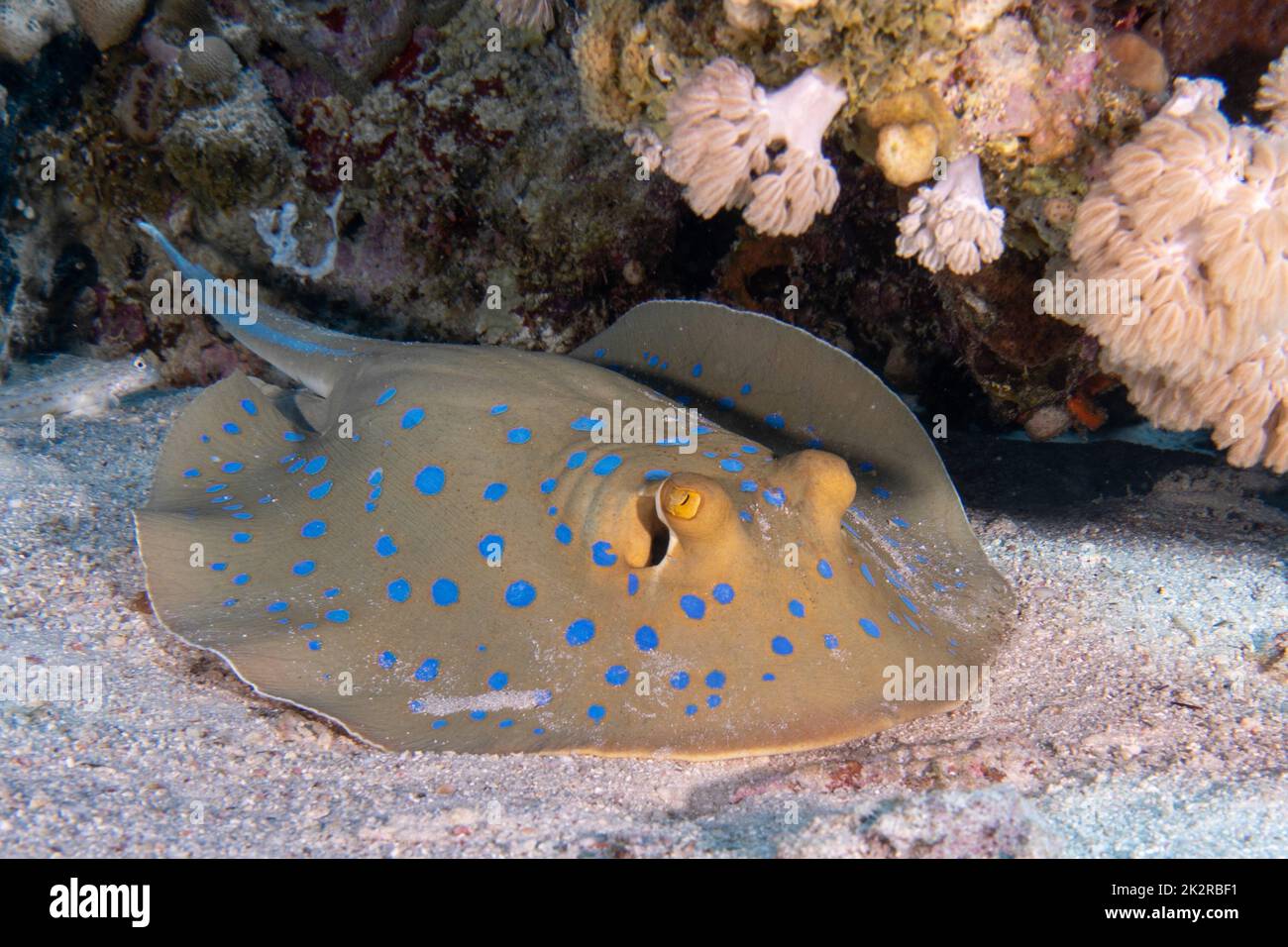 A blue-spotted ribbontail ray swimming at the bottom of the sea Stock ...