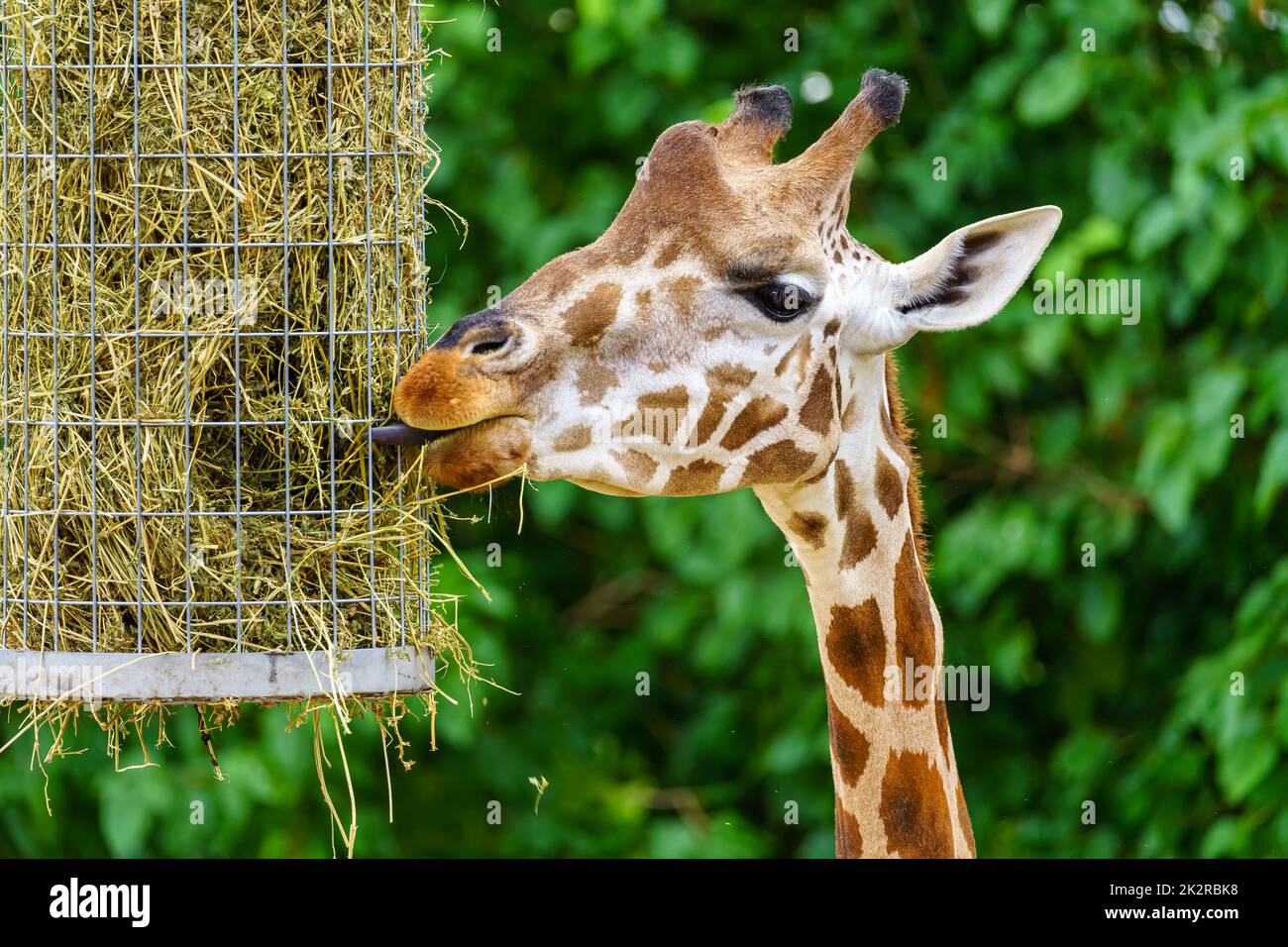 Large giraffe eating grass from a special feeder for these animals ...