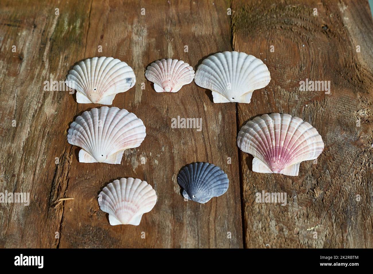 Scallop Shell Collection Stock Photo Alamy