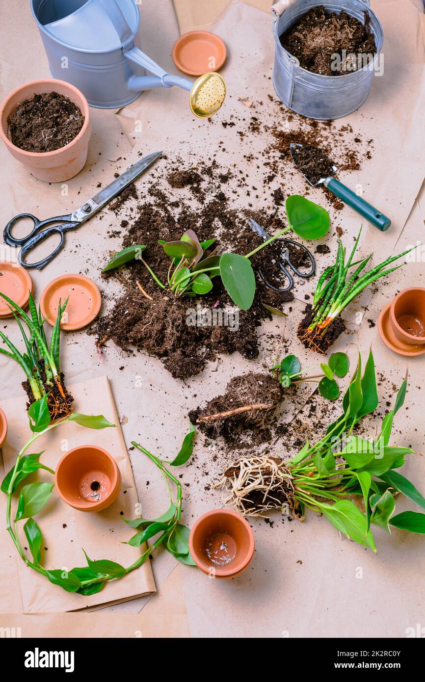 Plant propagation and replanting house plant concept with flowerpots