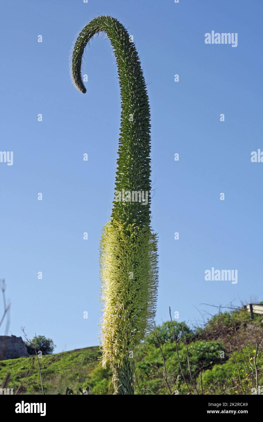agave attenuata Stock Photo