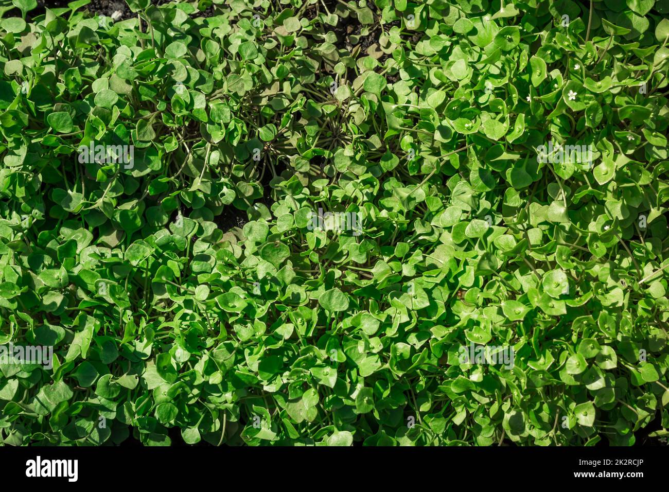 Winter purslane in macro closeup, organic cultivated garden plants, healthy green vegetables. Stock Photo
