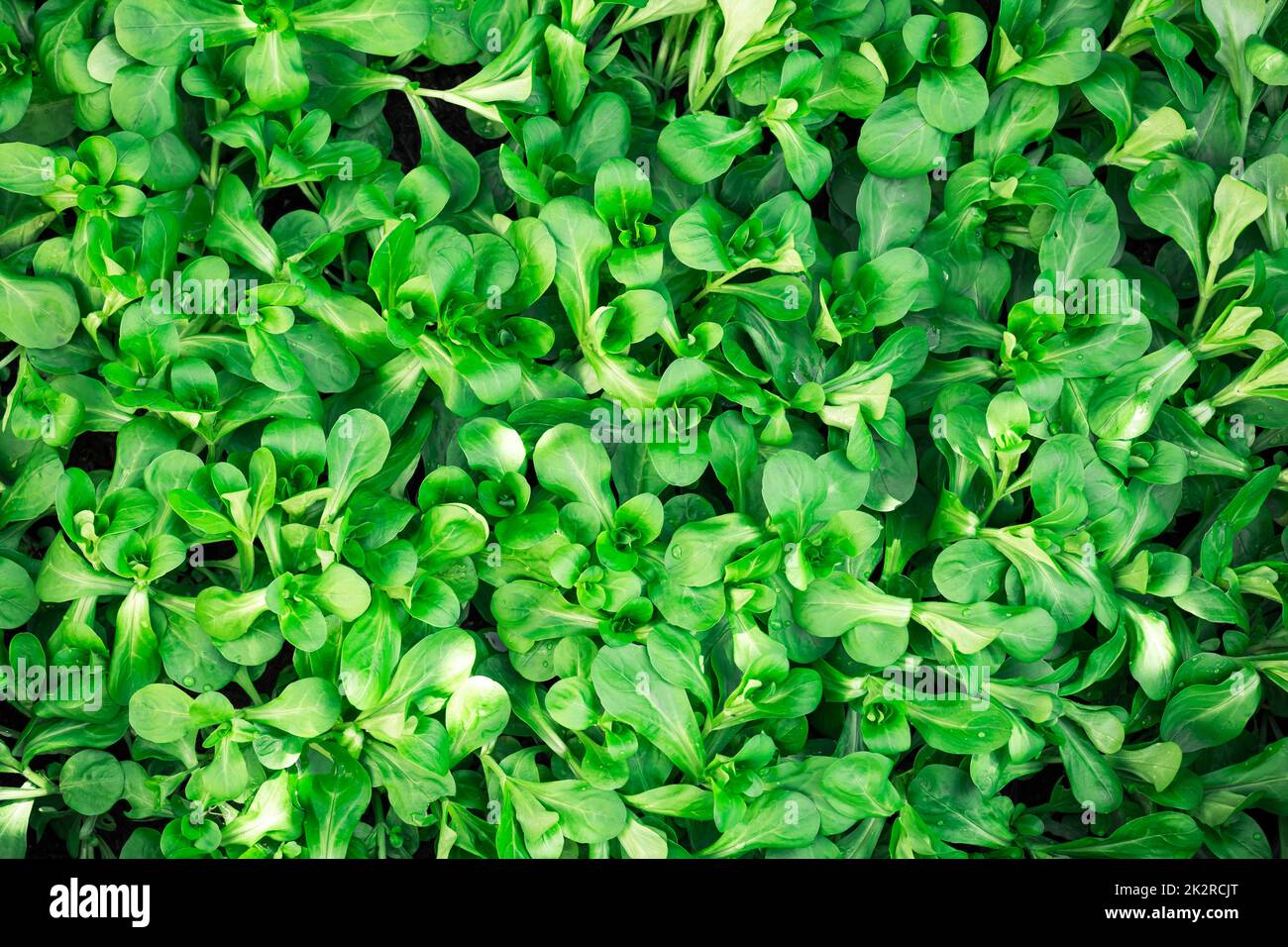 Full frame close up of wet fresh green lamb?s lettuce (valerianella) Valerianella locusta Stock Photo