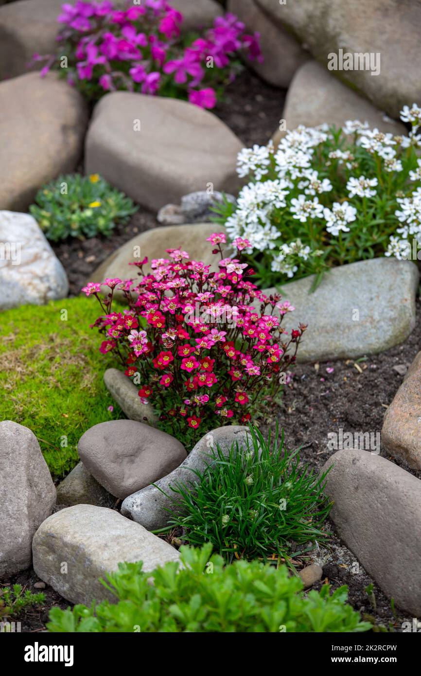 Beautiful colorful spring rock garden, blooming flowers Stock Photo