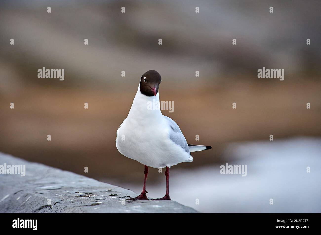 A seagull stands on a gray concrete parapet Stock Photo