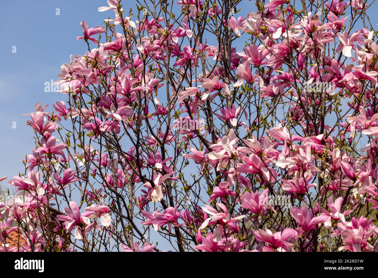 Pink magnolia flowers on a tree branch. Stock Photo