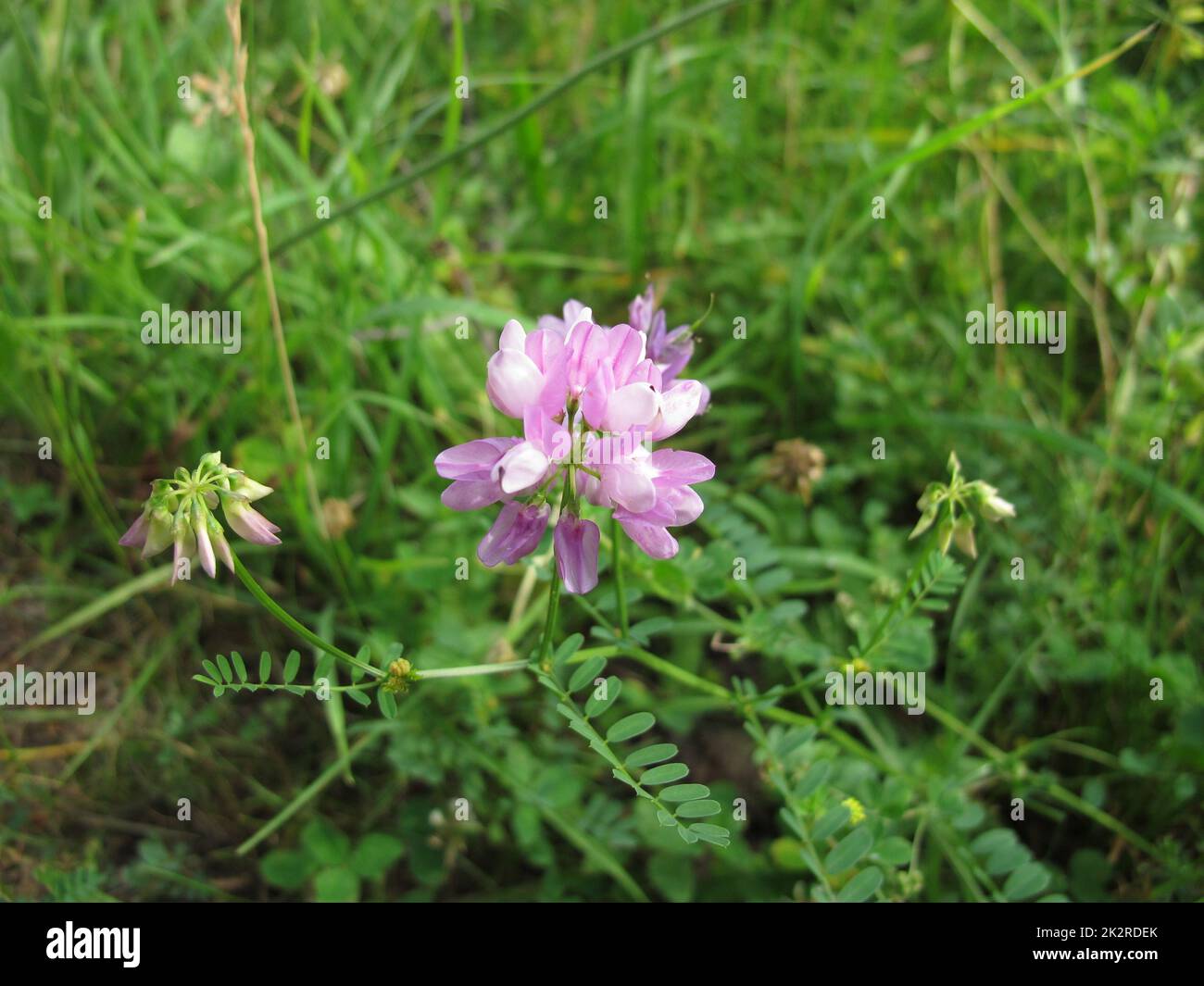 Crownvetch with purple flowers, Securigera varia Stock Photo