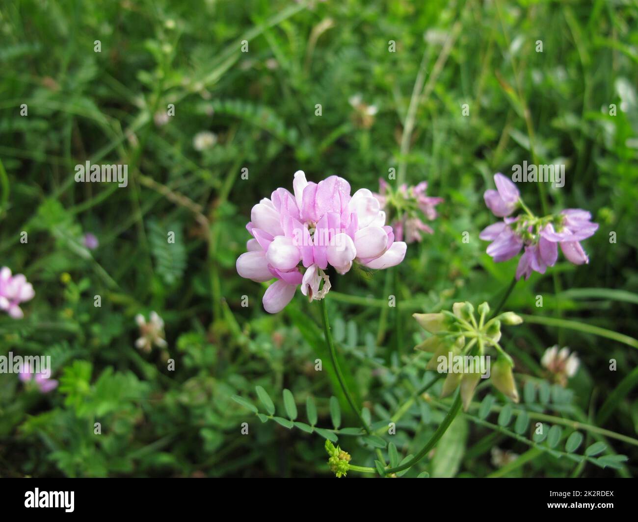 Crownvetch with purple flowers, Securigera varia Stock Photo