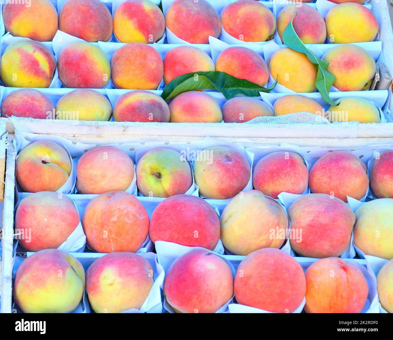 Ripe peaches (from Lat. Persicus) of the new harvest Stock Photo