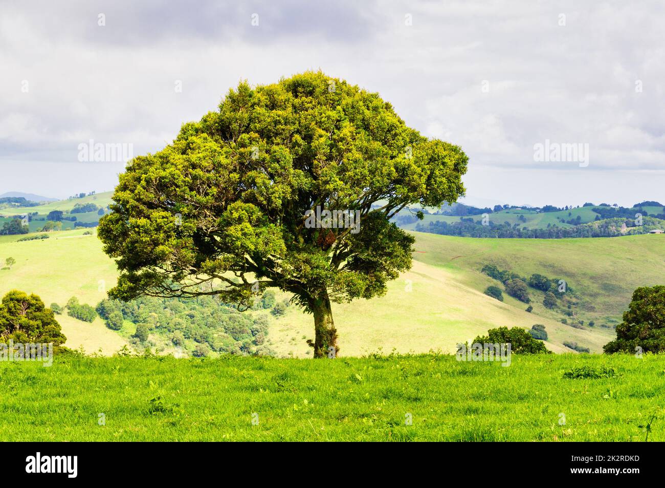 Lonely tree - Dorrigo Stock Photo