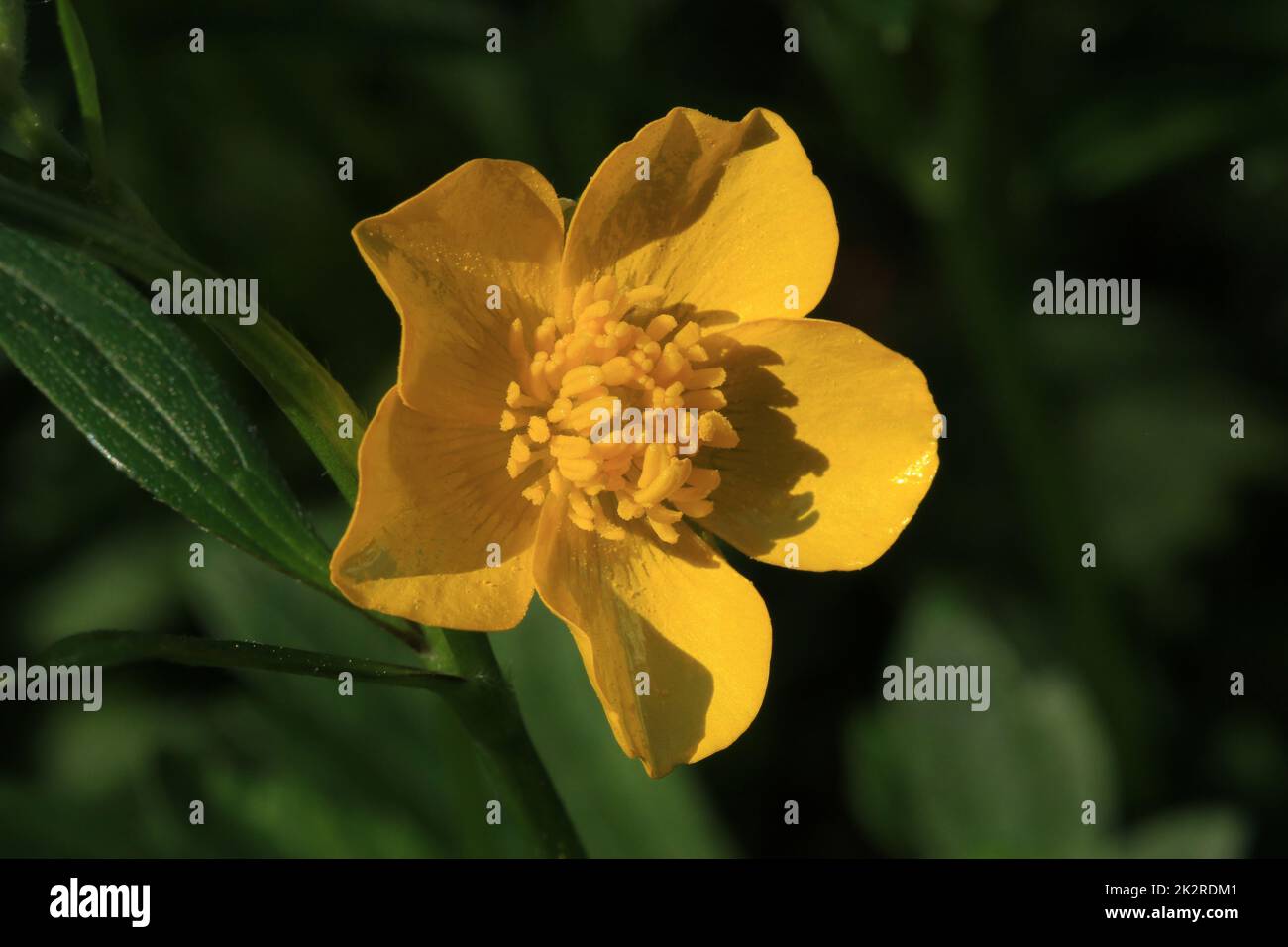 Meadow buttercup, Ranunculus acris, yellow flower Stock Photo